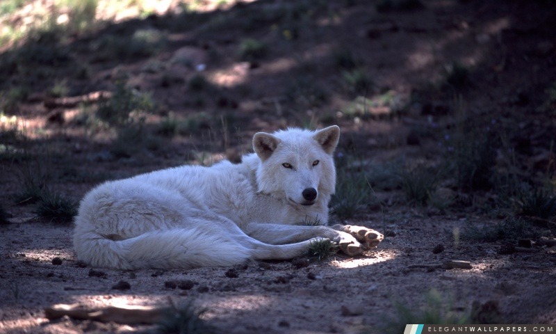 White Wolf par Dave Johnson, Arrière-plans HD à télécharger