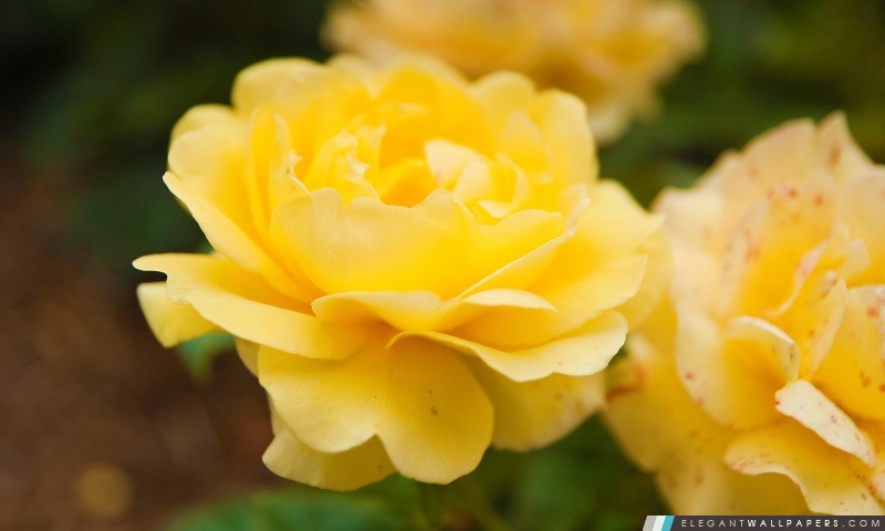Yellow Rose Close Up, Arrière-plans HD à télécharger