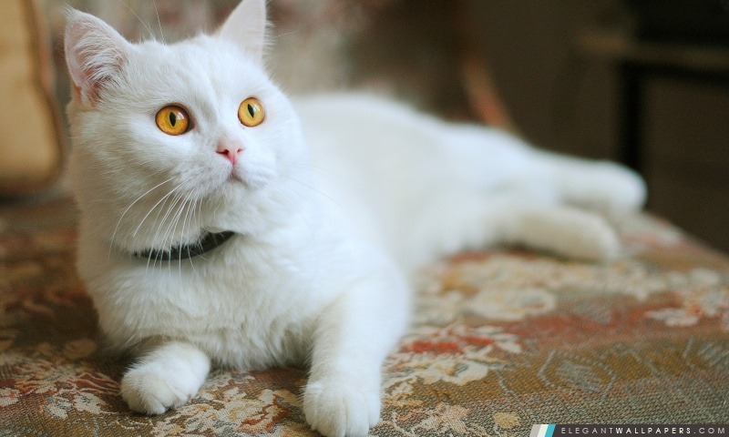 Blanc Kitty, Arrière-plans HD à télécharger