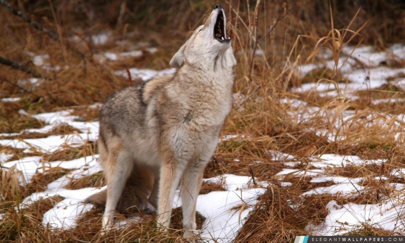 Howling Coyote Montana, Arrière-plans HD à télécharger