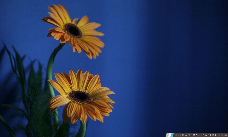 Orange Gerbera fleurs, fond bleu, Arrière-plans HD à télécharger