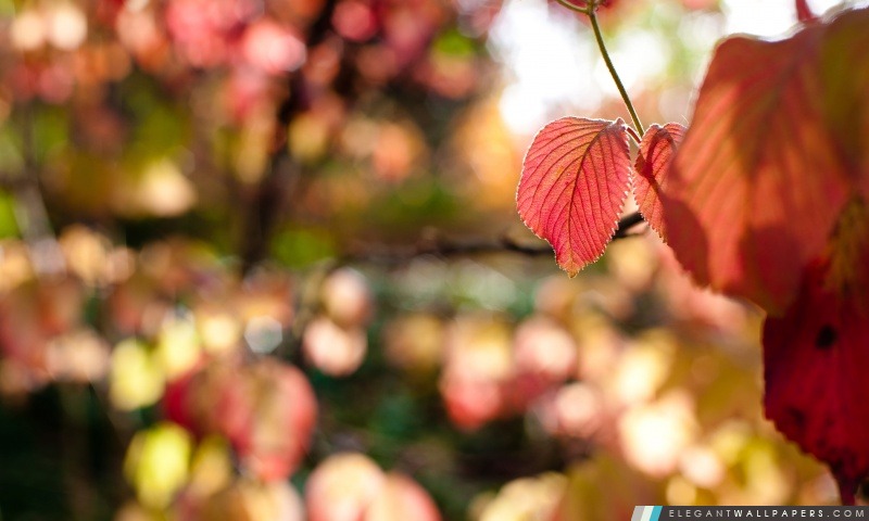 Autumn Red Leaves, Arrière-plans HD à télécharger