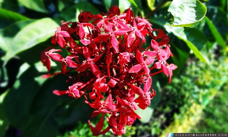 Bouquet de fleurs rouge foncé, Arrière-plans HD à télécharger