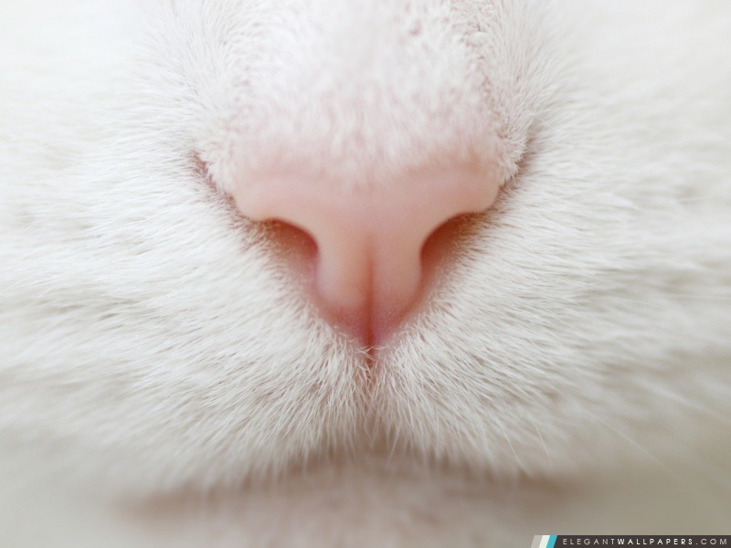 Nez de chat, Arrière-plans HD à télécharger