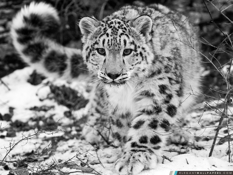 Snow Leopard, Arrière-plans HD à télécharger