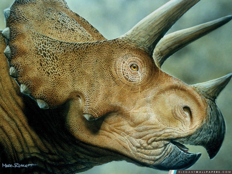 Triceratops, Arrière-plans HD à télécharger