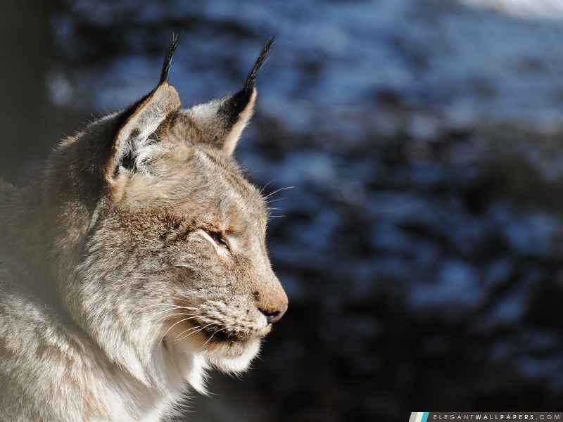 Profil Lynx, Arrière-plans HD à télécharger