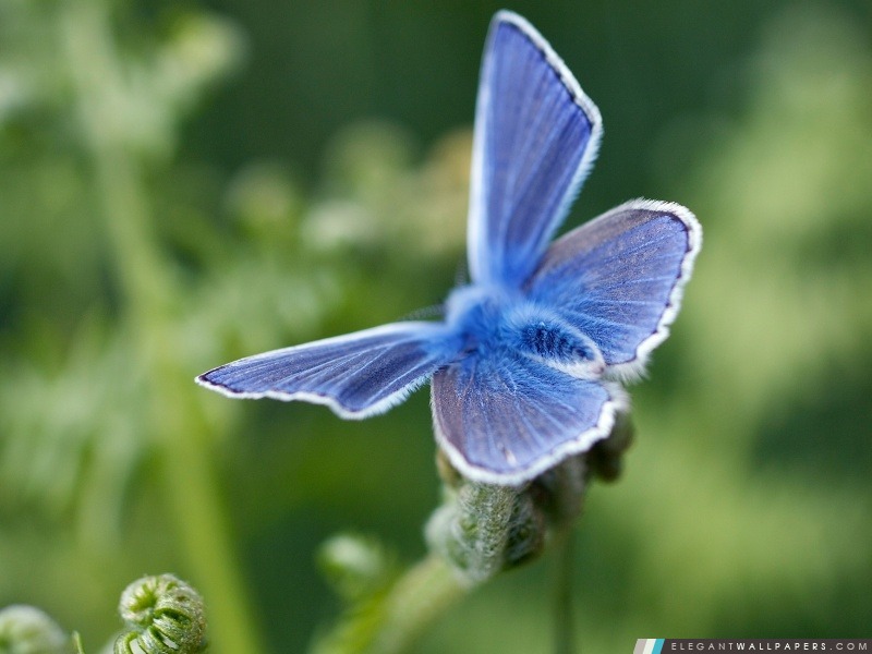 Blue Butterfly, Arrière-plans HD à télécharger