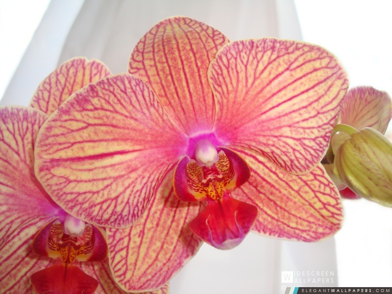 Orchidée Phalaenopsis, Arrière-plans HD à télécharger