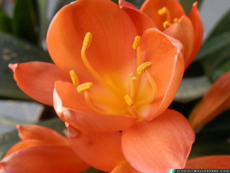 Naranja Flor, Arrière-plans HD à télécharger