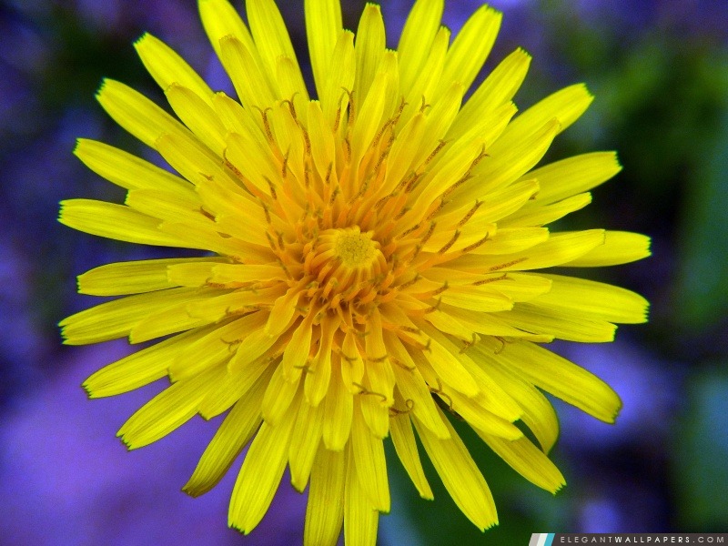 Wildflower jaune, Arrière-plans HD à télécharger