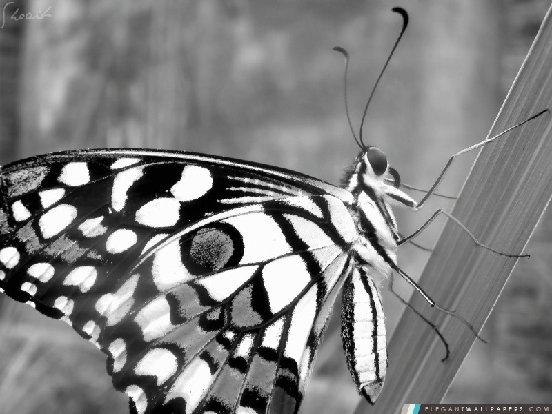 Papillon par Shoaib Photographie, Arrière-plans HD à télécharger