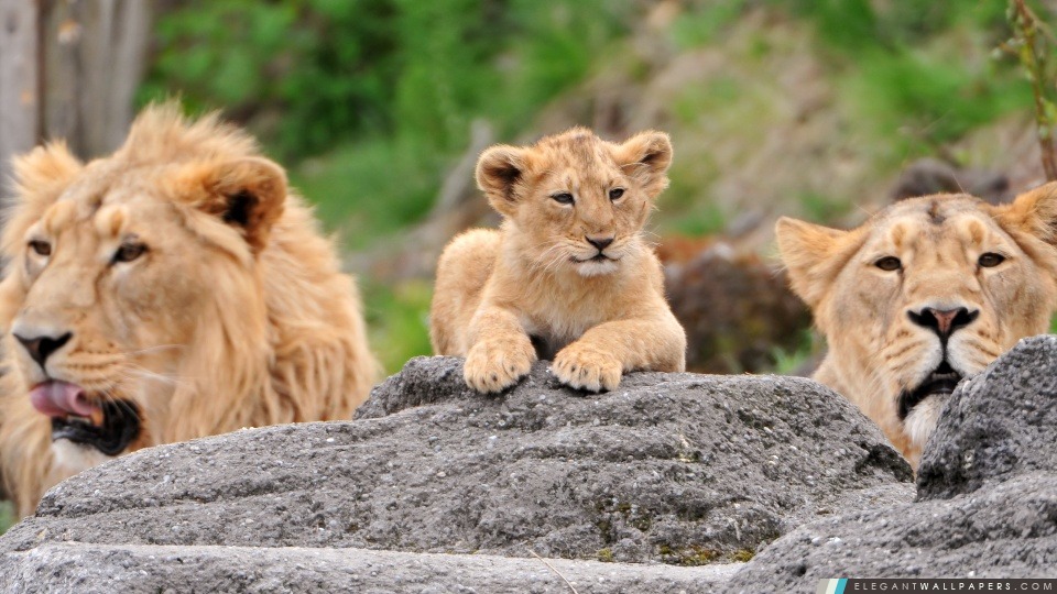 Lions famille, Arrière-plans HD à télécharger