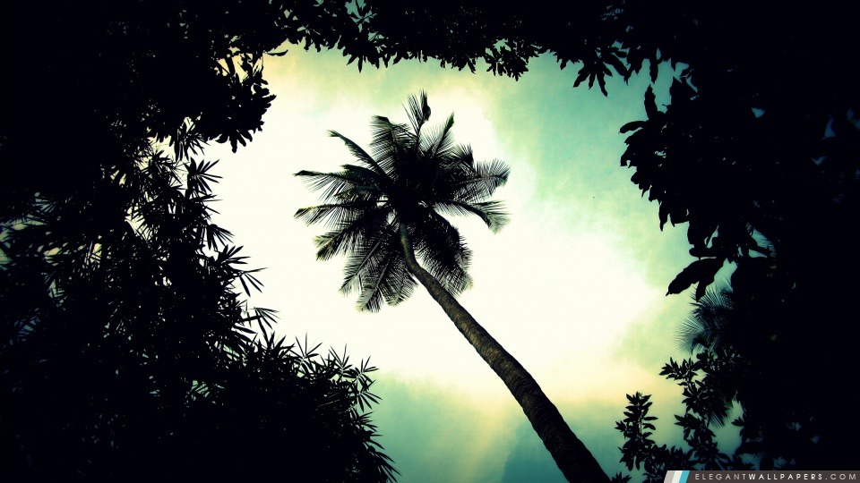 Palm Tree Top, Arrière-plans HD à télécharger