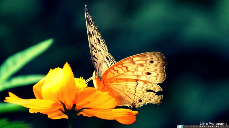Papillon, Arrière-plans HD à télécharger