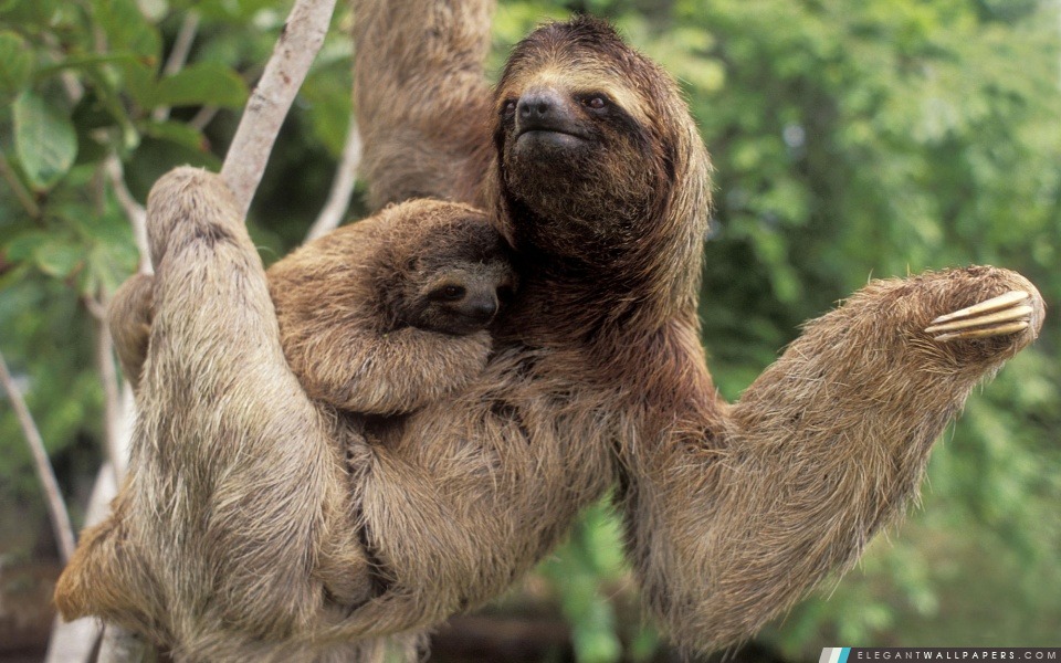 Trois Toed Sloth Avec bébé Parc national de Corcovado au Costa Rica, Arrière-plans HD à télécharger